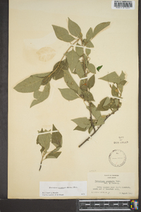 Forestiera acuminata image