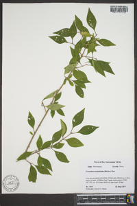 Forestiera acuminata image