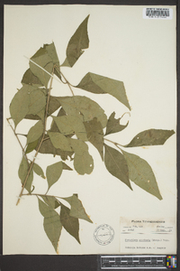 Forestiera acuminata image