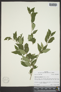 Forestiera acuminata image