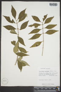 Forestiera acuminata image