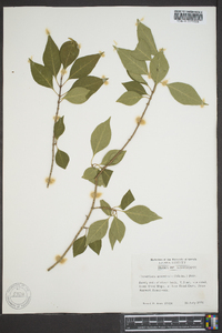 Forestiera acuminata image