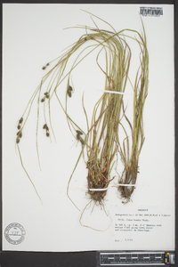 Carex bushii image