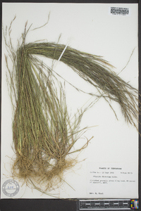 Aristida dichotoma image