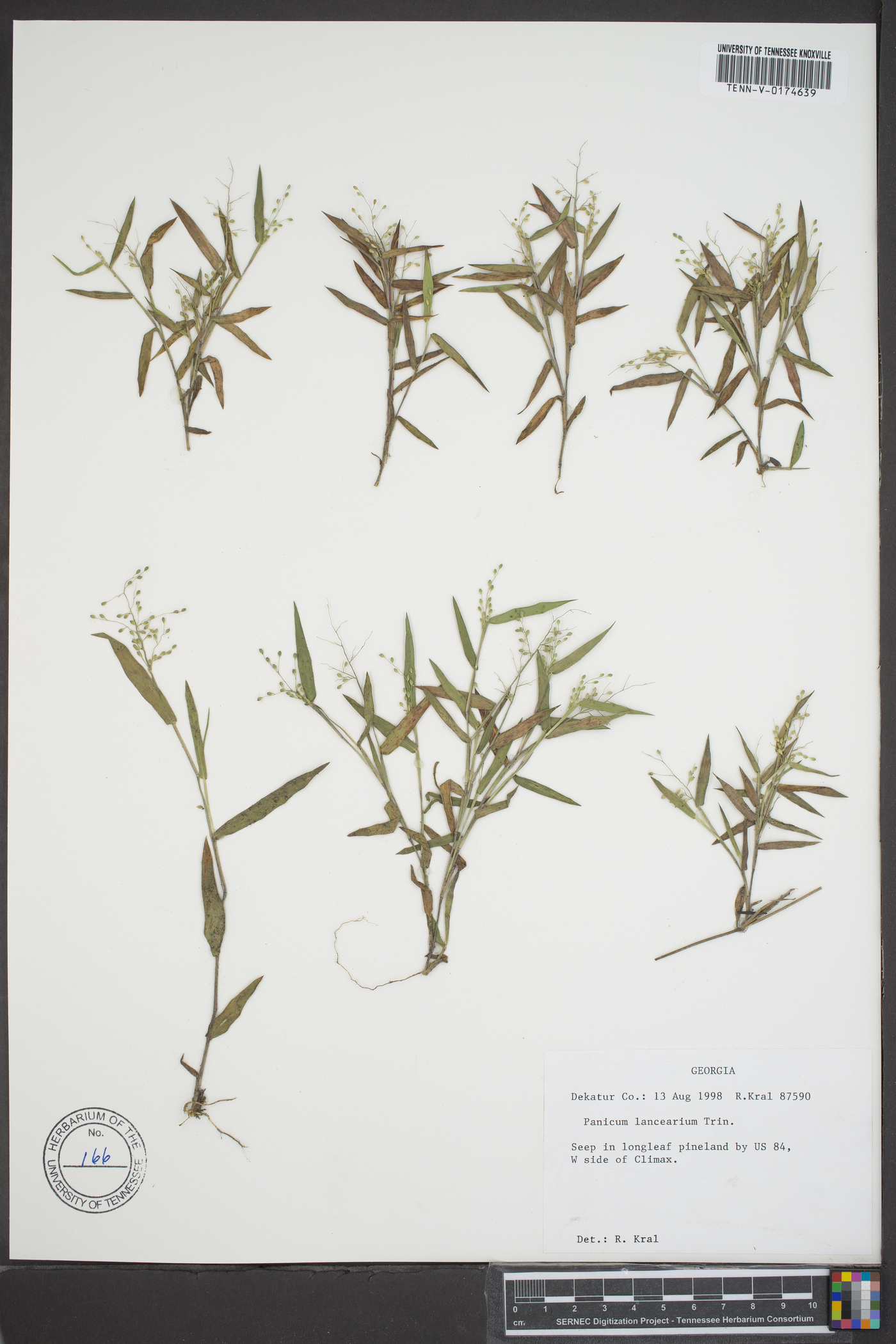 Panicum lancearium image