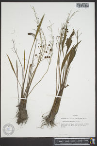 Sagittaria graminea image