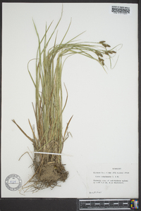 Carex complanata image