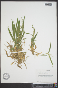 Panicum laxiflorum image