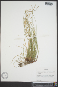 Carex albicans var. emmonsii image