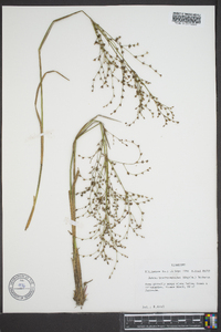 Juncus brachycephalus image