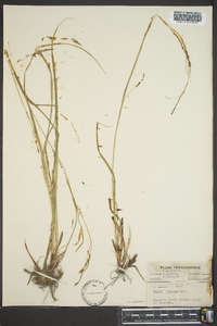 Carex debilis var. rudgei image
