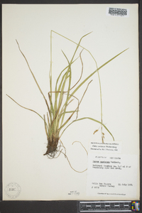 Carex castanea image