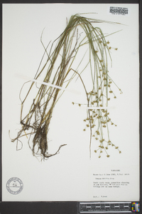 Juncus debilis image