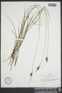 Carex complanata image