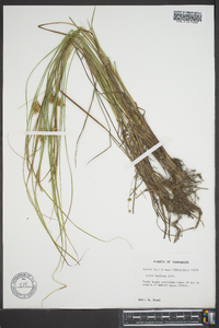 Carex bullata image