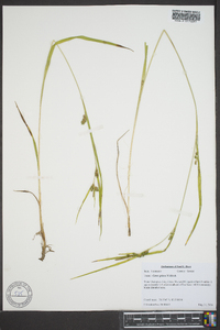 Carex grisea image