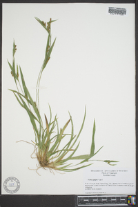 Carex pigra image