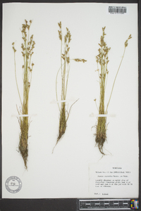 Juncus secundus image