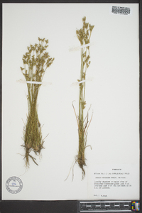 Juncus secundus image