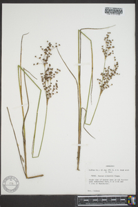 Juncus elliottii image