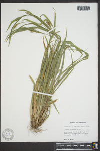 Carex striatula image