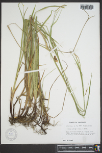 Carex oxylepis image