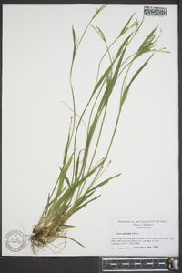 Carex striatula image