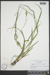 Carex oxylepis image