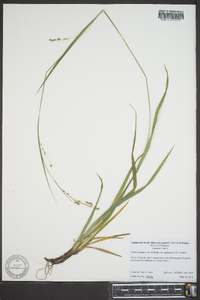 Carex oxylepis image