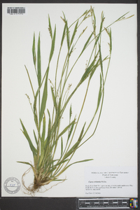 Carex striatula image