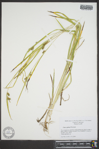 Carex grisea image