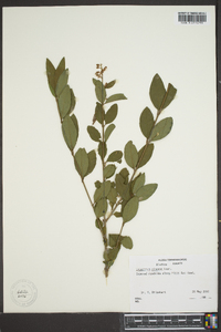 Ligustrum sinense image