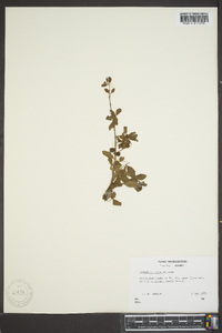 Ligustrum sinense image