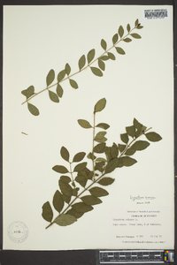 Ligustrum sinense image