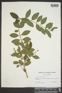 Ligustrum sinense image