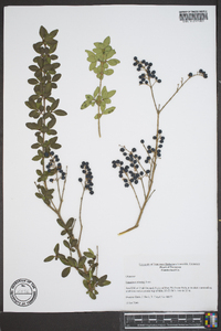 Ligustrum sinense image