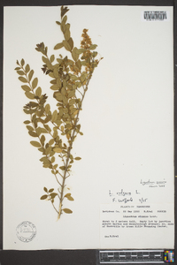 Ligustrum sinense image