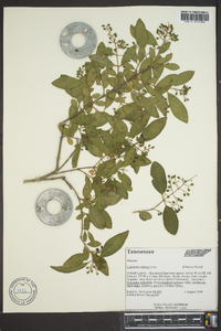 Ligustrum sinense image