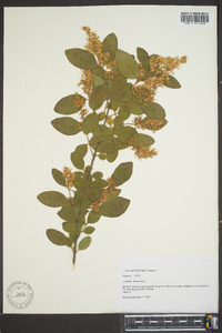 Ligustrum sinense image