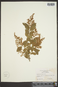 Ligustrum sinense image