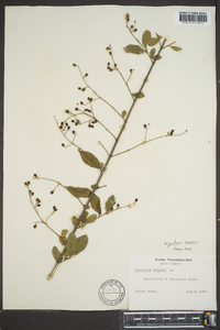 Ligustrum sinense image