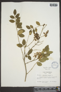 Ligustrum sinense image