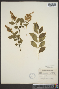 Ligustrum sinense image