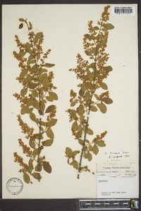 Ligustrum sinense image