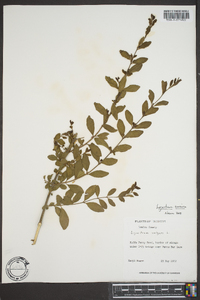 Ligustrum sinense image