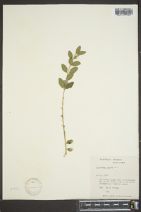 Ligustrum sinense image