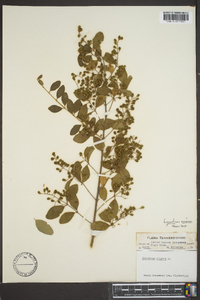 Ligustrum sinense image