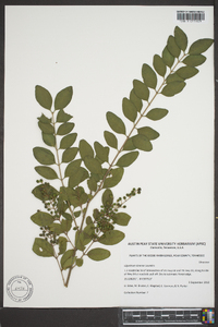 Ligustrum sinense image