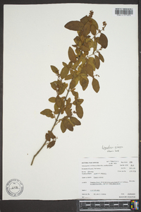 Ligustrum sinense image