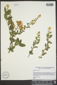 Ligustrum sinense image